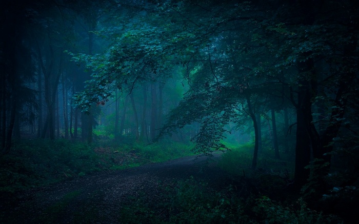 Misty forest path with trees and shrubs