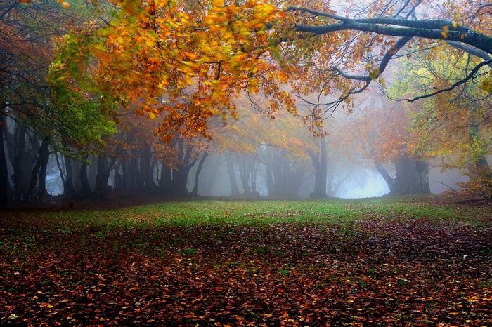 Misty autumn forest with fallen leaves and green grass
