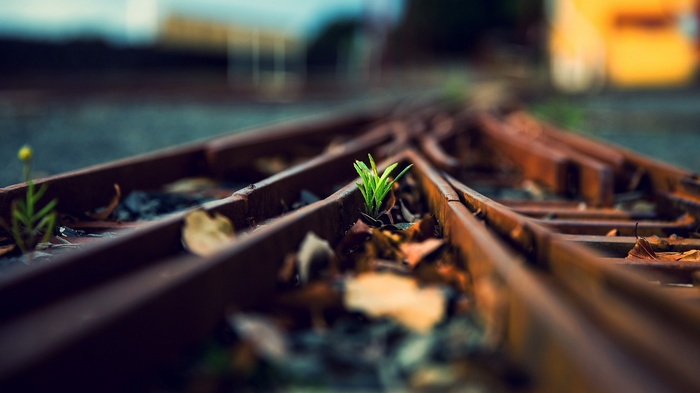 A young plant grows on abandoned railway tracks