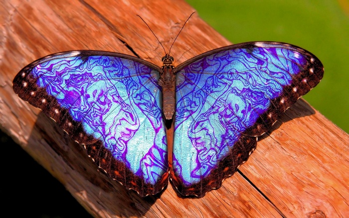 Blue butterfly with intricate patterns on a wooden surface