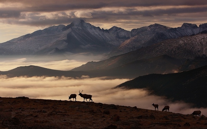 Elk herd silhouetted against misty mountains and clouds