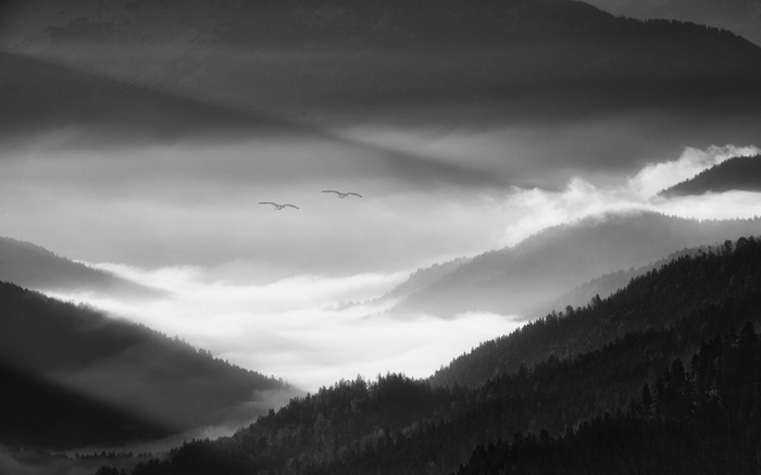 Two birds flying over a misty valley in the Alps, Germany