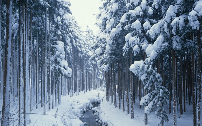 Snow covered trees line a path with a frozen river