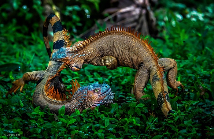 Two iguanas fighting in a jungle
