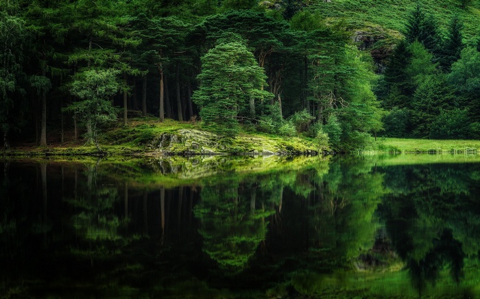 Forest reflected in a dark lake