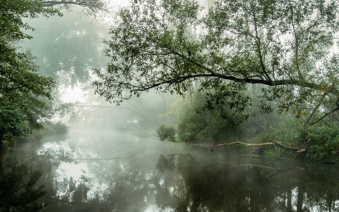 Misty river surrounded by trees in the morning