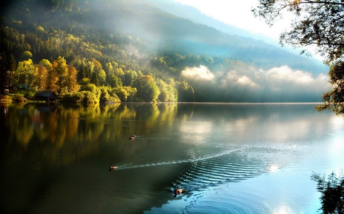 Ducks swimming in a misty lake with autumn forest reflection