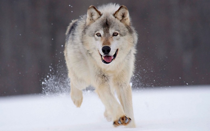 A wolf runs through the snow