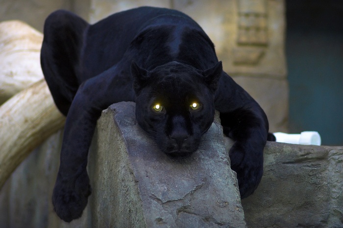 Black Panther with glowing eyes on rocks