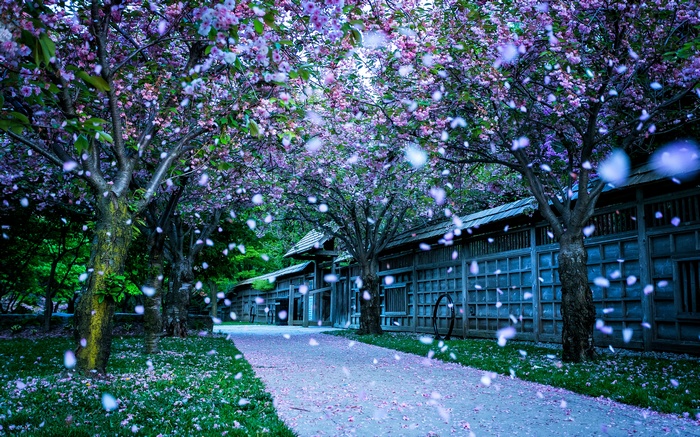 Path lined with blooming cherry blossom trees in spring