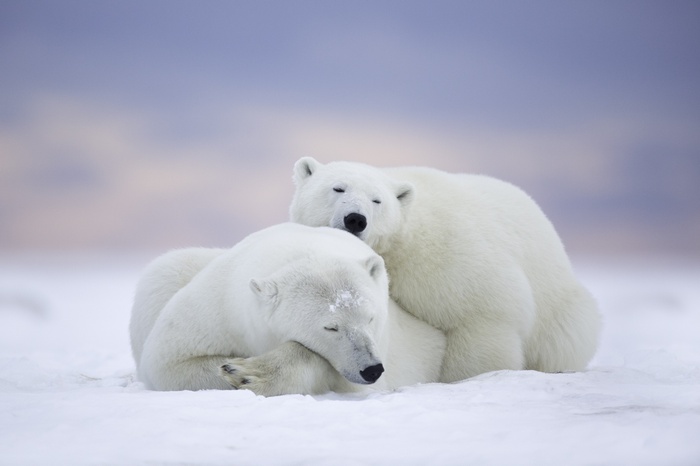 Two polar bears sleeping on snow