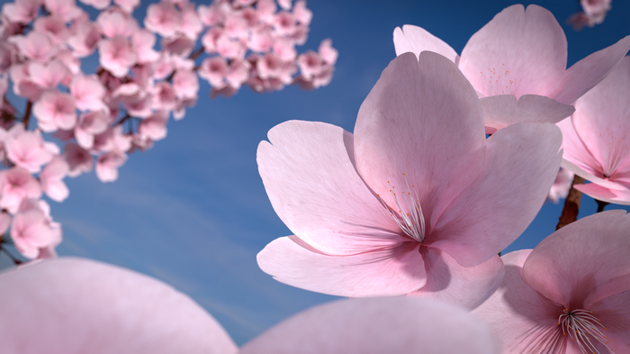 Pink cherry blossoms against a blue sky