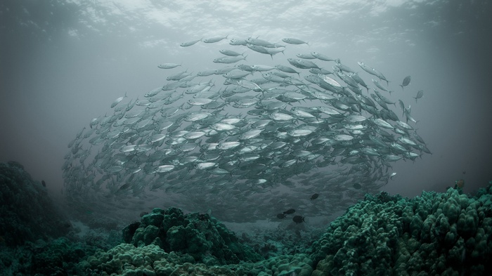 A large shoal of fish swims in the ocean near coral reefs.