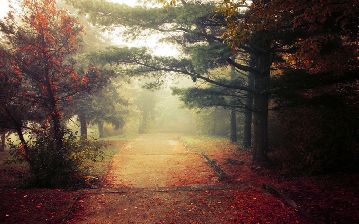 A foggy path through a park in autumn