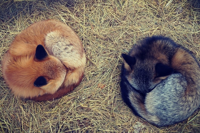 Two foxes curled up sleeping on hay