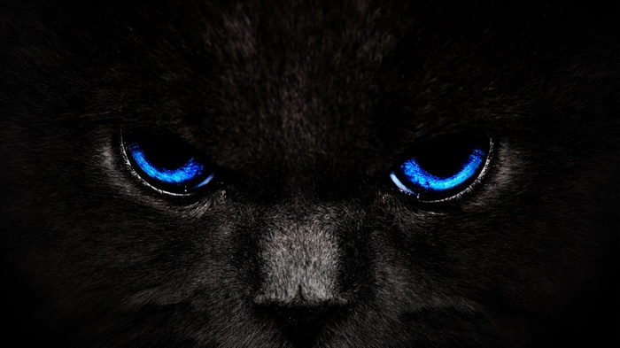 Close-up of a black cat's piercing blue eyes
