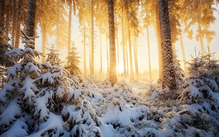 Winter forest with snow and sunlight