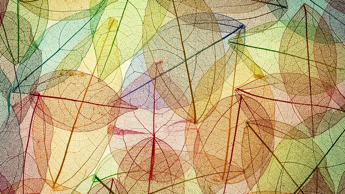 Colorful skeleton leaves pattern
