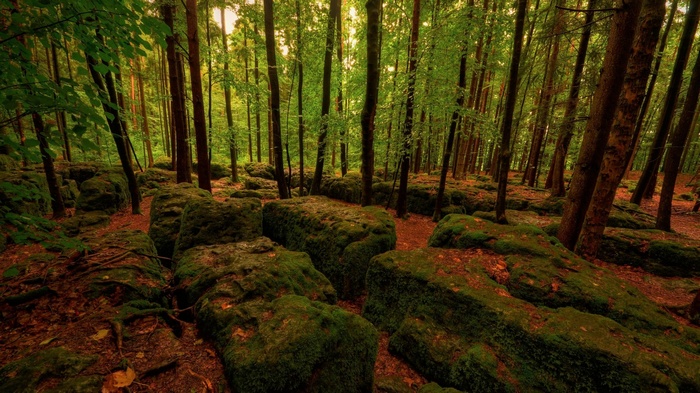 Moss-covered rocks and trees in a sunlit forest