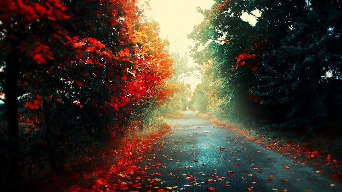 Autumn road with fallen leaves and colorful trees
