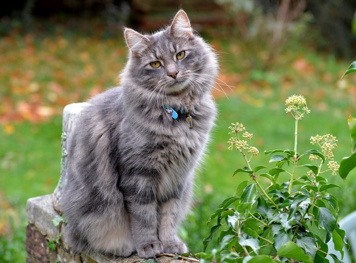 A fluffy grey cat sits on a stone ledge