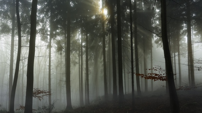 Sun rays filtering through a misty forest in the Netherlands