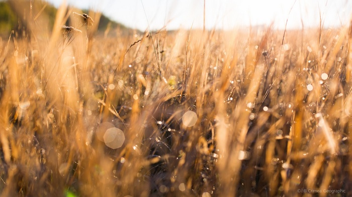 Dry grass with dew drops in Crimea