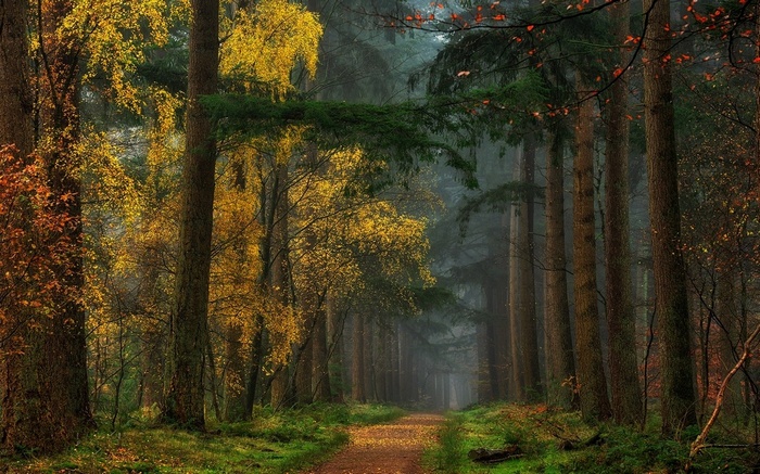 A dirt path winds through a misty autumn forest with colorful trees.