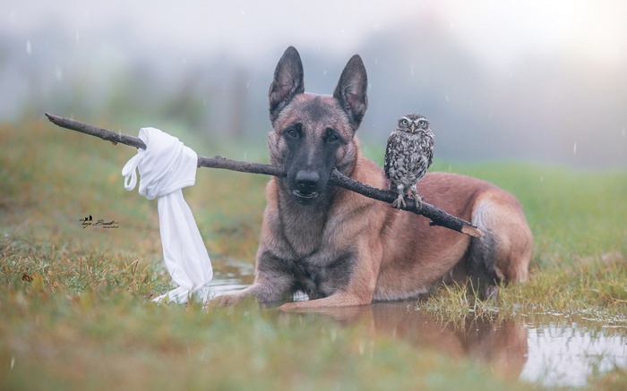 Belgian Malinois and owl with stick in rain