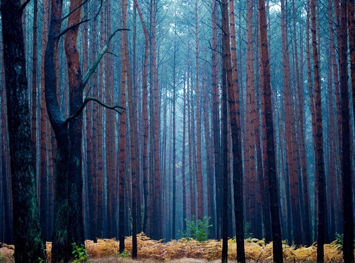 A dense forest of tall pine trees with a misty blue atmosphere.