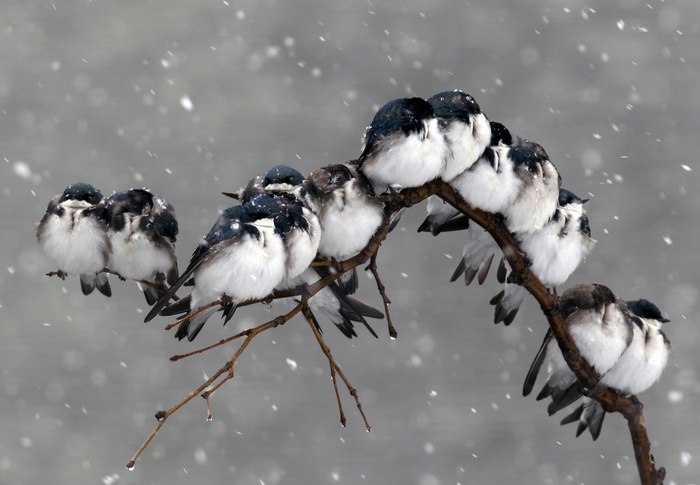 Birds huddled on a branch in the snow