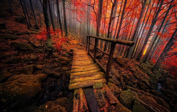 Wooden bridge in a colorful autumn forest with mist
