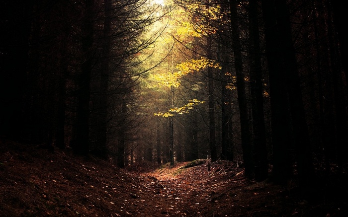 A path through a dark forest with sunlight filtering through trees