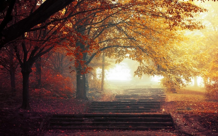 Stone steps ascend through a misty autumn park with colorful leaves.