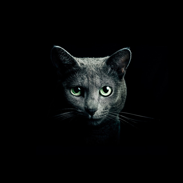 A Russian Blue cat with green eyes in darkness