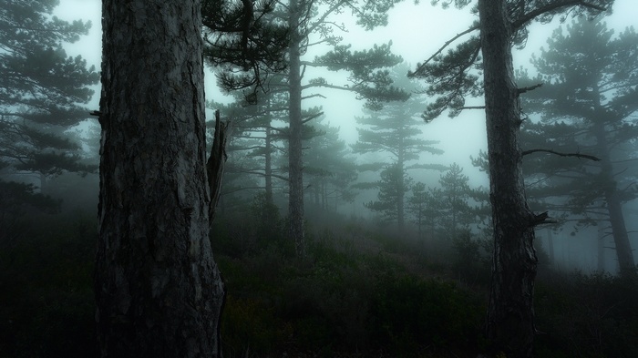 Misty forest with tall pine trees