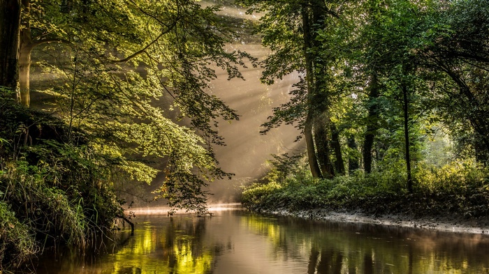 Sunlight streams through a forest onto a river