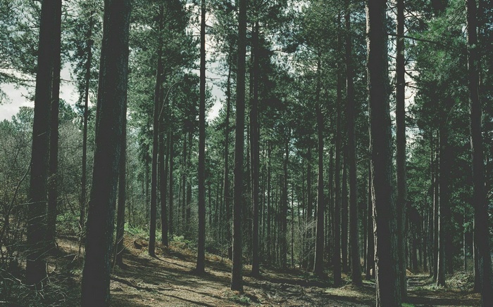 A dense forest with tall pine trees