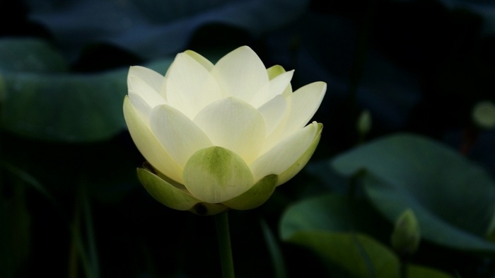 lotus flowers, petals, nature, white flowers, Buddhism, leaves, flowers, symbolic, closeup