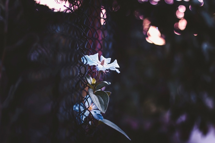 Two delicate blue flowers behind a fence