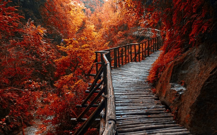 Wooden walkway through a forest in autumn
