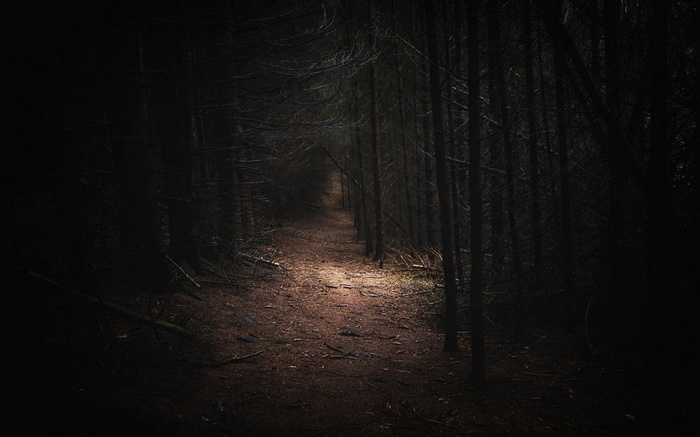 A dark forest path in Germany