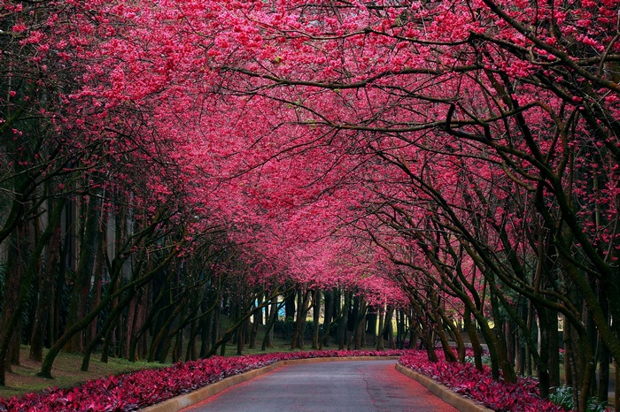 A road lined with blooming cherry blossom trees