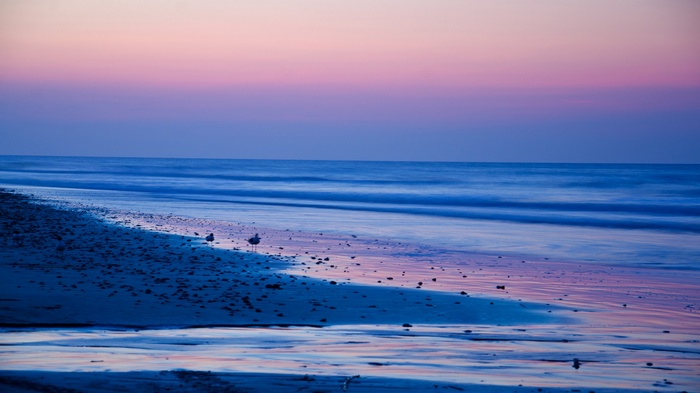 Seagulls on a beach at sunset