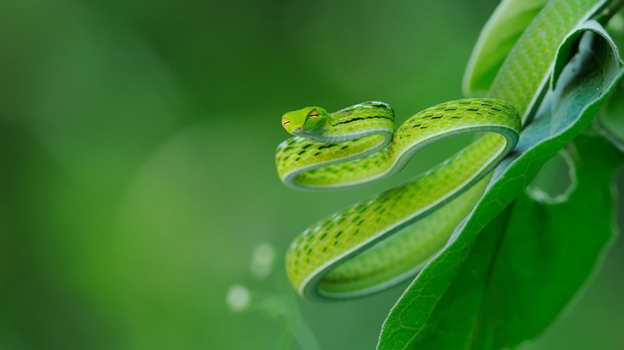 Green vine snake coiled on leaves with shallow depth of field