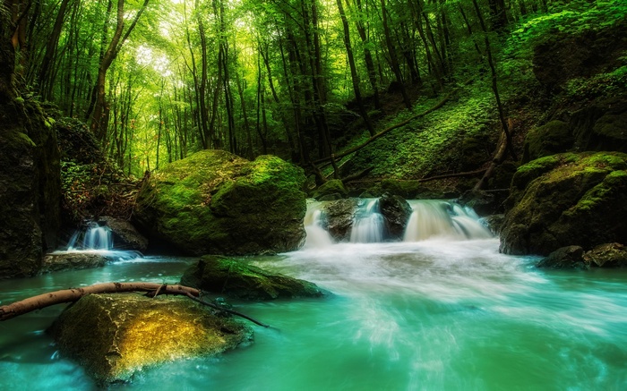Green forest with a flowing waterfall and mossy rocks