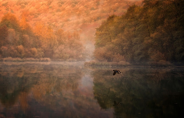 Duck flying over a misty lake in autumn forest