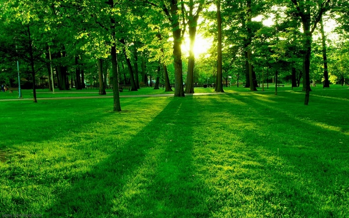 Green grass and trees in a park with sunlight