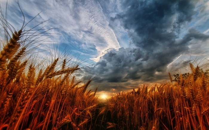 Wheat field at sunset with dramatic clouds