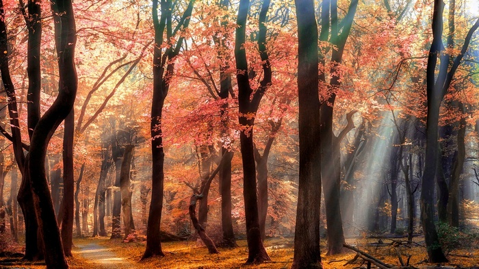 Sun rays filtering through autumn trees in a forest
